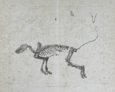 10438
<br/>
Zur Fauna der Vorwelt
<br/>
<em></em>